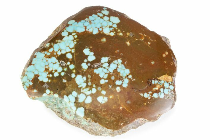 Polished Turquoise Section - Number Mine, Carlin, NV #373127
